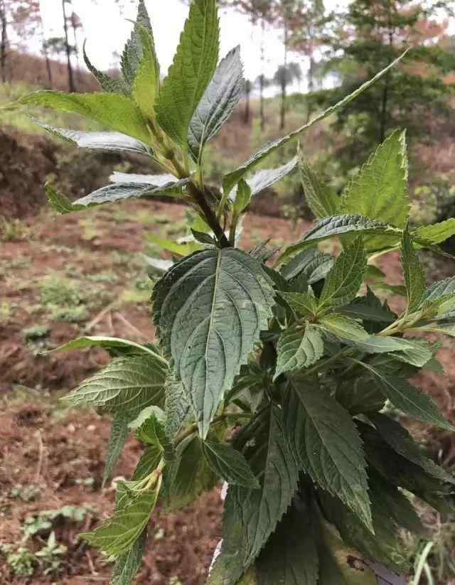溪黄草图片 这里的溪黄草被列入为国家地理标志产品保护，凭什么？