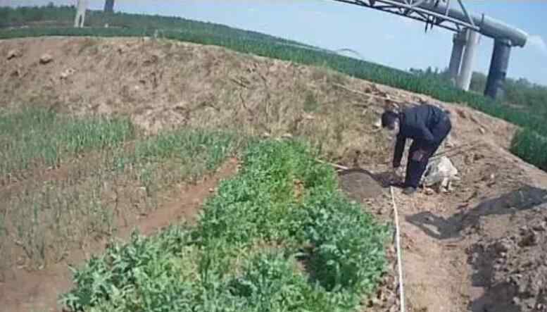 老人买野菜种子回家种植 具体怎么情况
