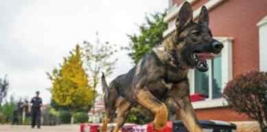 首只警用克隆犬 警用克隆犬有什么用长啥样