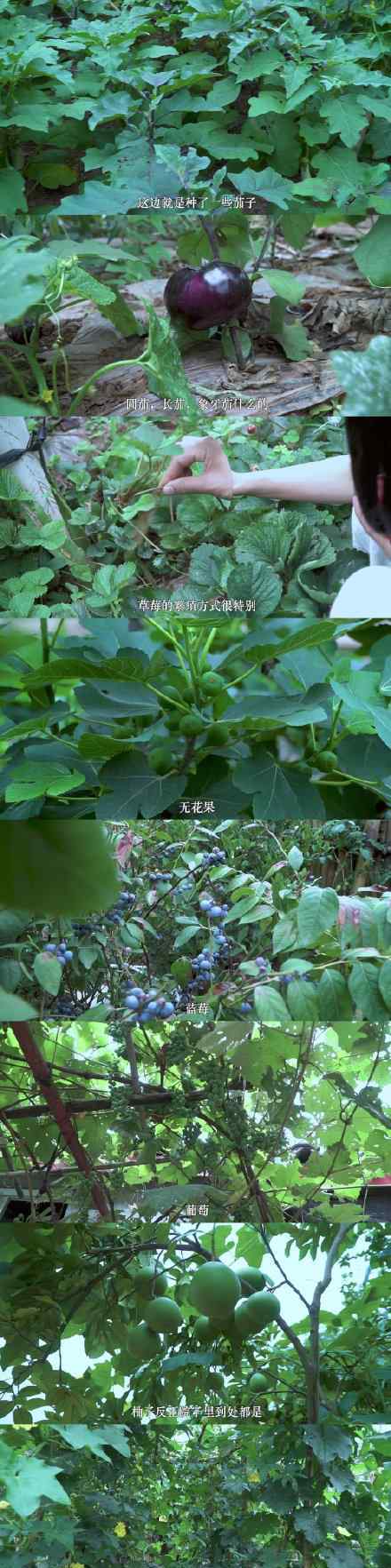 李子柒首次公开后院食材 李子柒后院有什么李子柒是谁