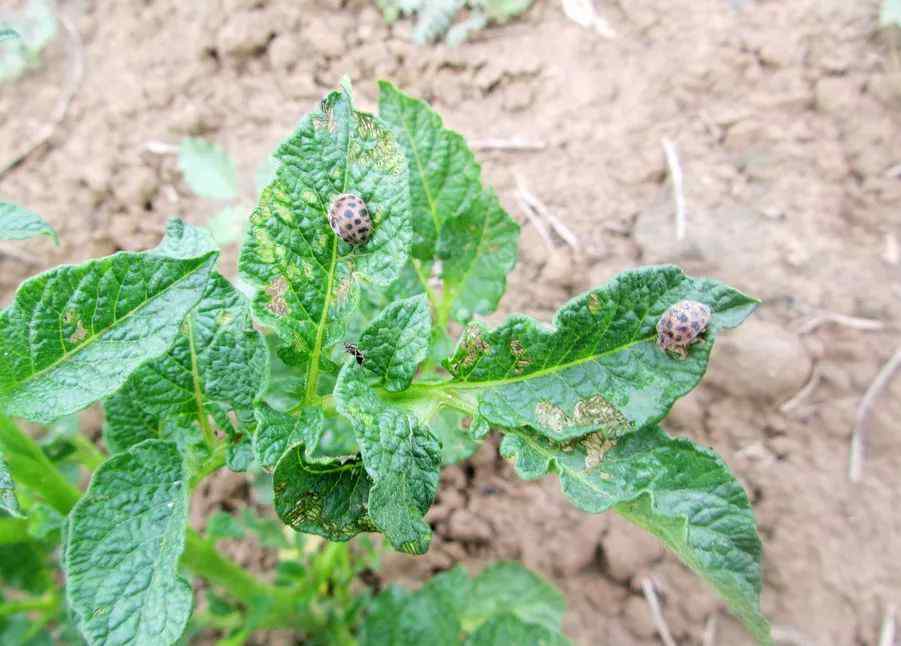 二星瓢虫 别搞混！马铃薯瓢虫VS茄二十八星瓢虫，其实并不一样