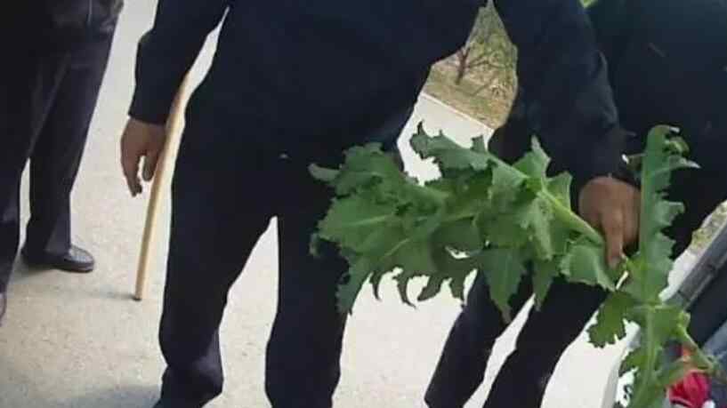 老人买野菜种子回家种植 具体怎么情况