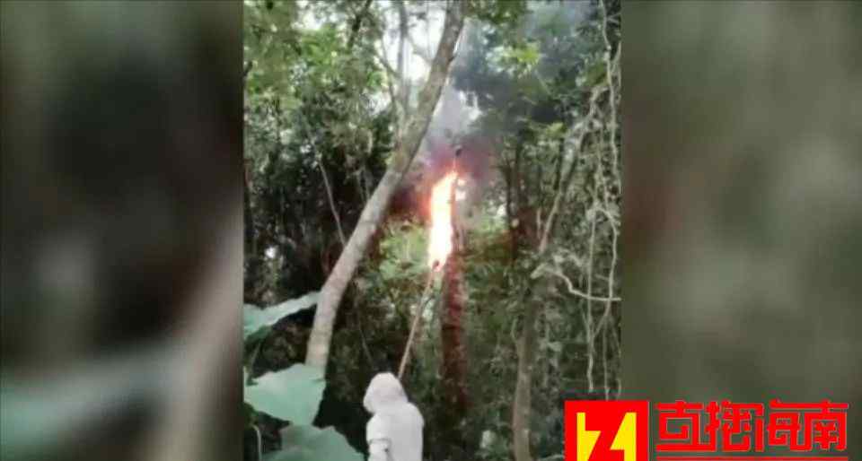 海口一家30多人祭祖 27人被排蜂蛰咬！七旬爷爷为护孙子不幸身亡