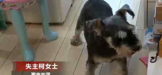 入室盗窃宠物狗全程安静围观 回顾案发经过