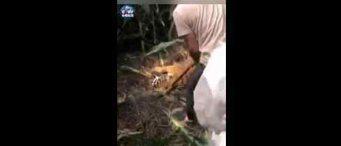林业局回应脱逃老虎死亡 林业局如何回应的事情经过是