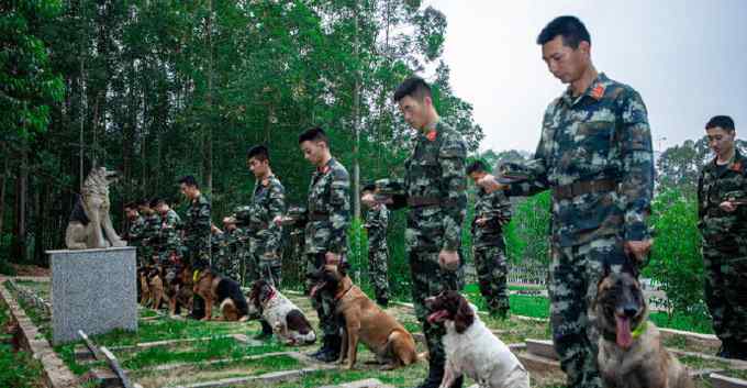 训导员带军犬祭奠无言战友 看哭网友：军犬也是英雄 致敬！