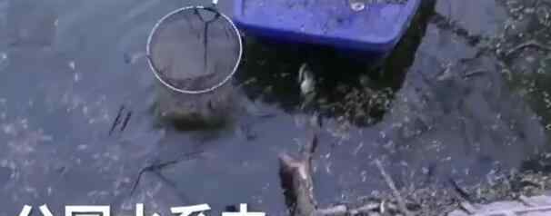 郑州高温致公园大量鱼死亡  什么原因文章配图