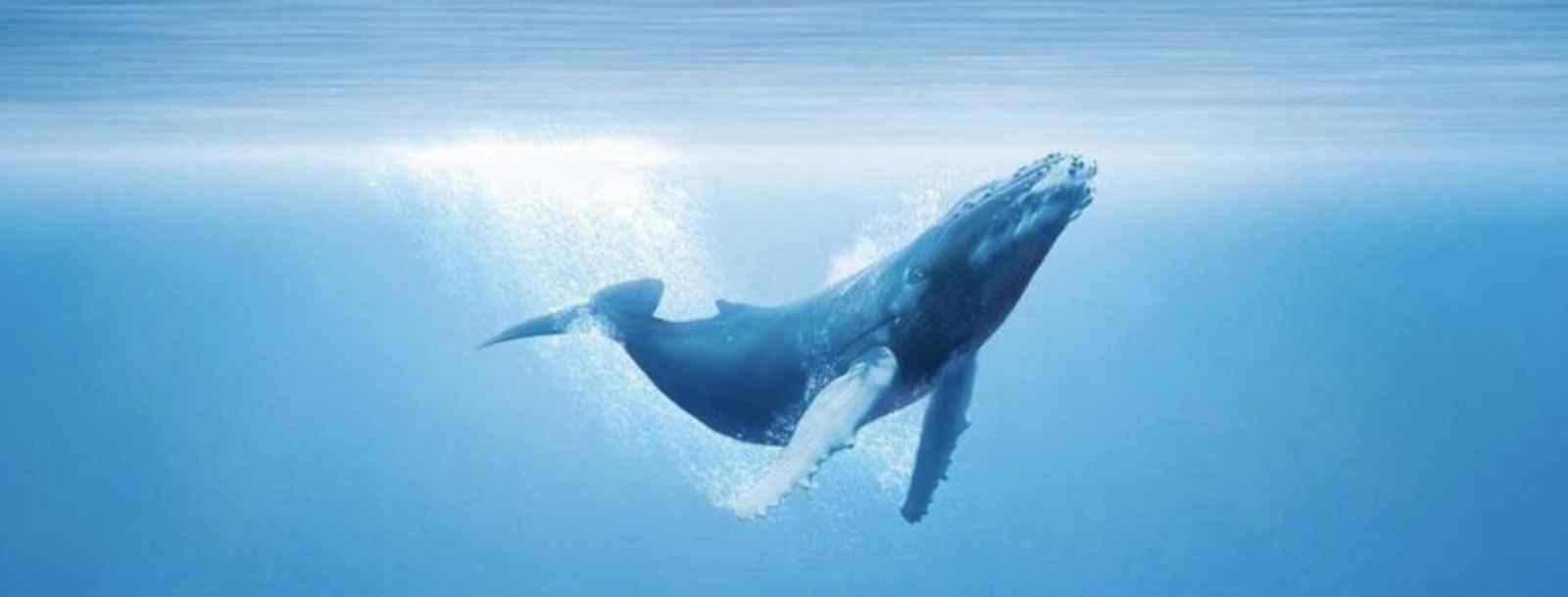 鲸落的隐性含义
