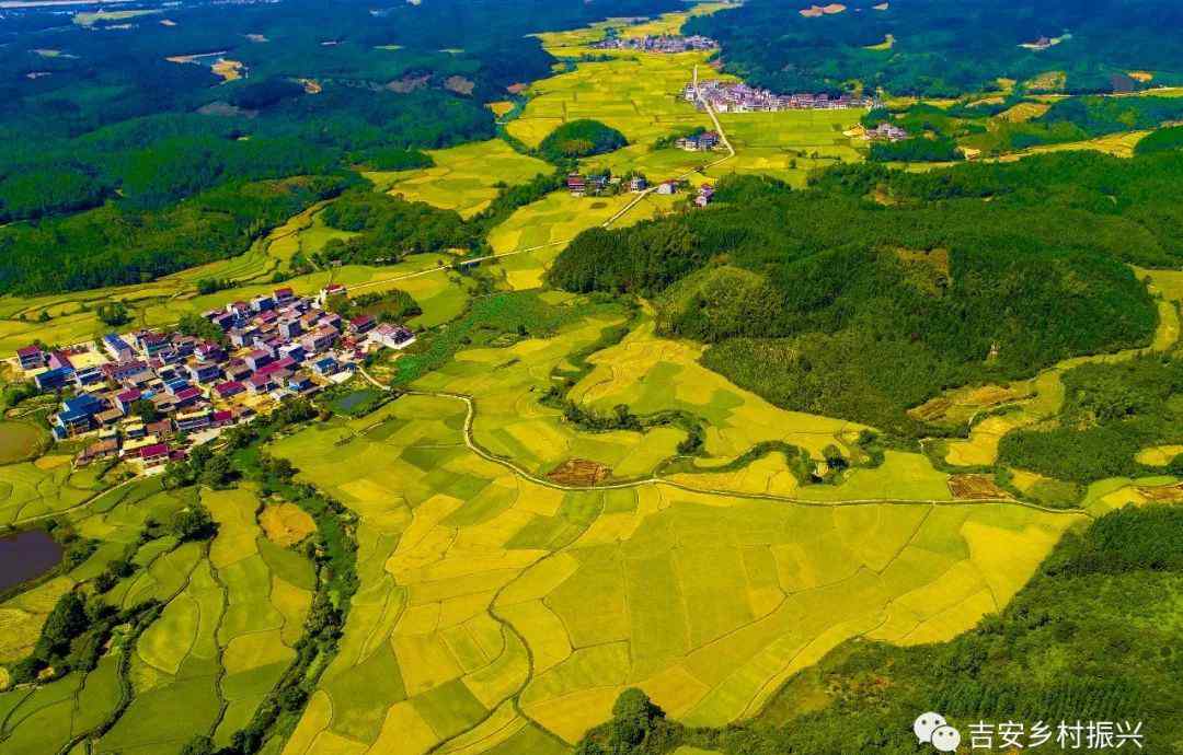 陈福平 春天的峡江 | 峡江的春天文章配图