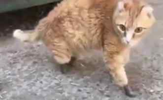 世界首例四只仿生爪猫咪 具体什么情况