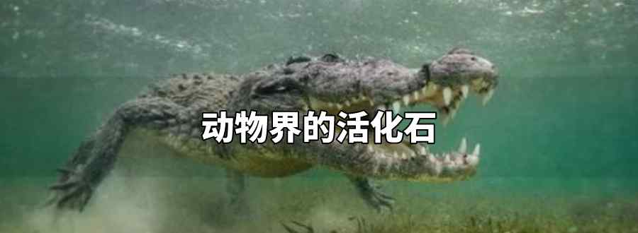 动物界的活化石是什么