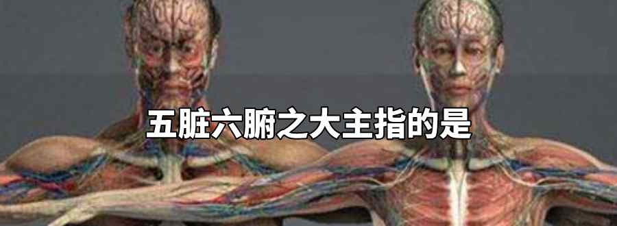 五脏六腑之大主指的是