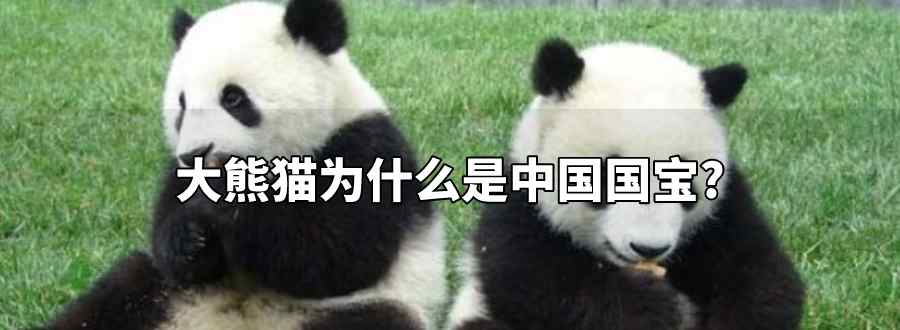 大熊猫为什么被视为中国的国宝