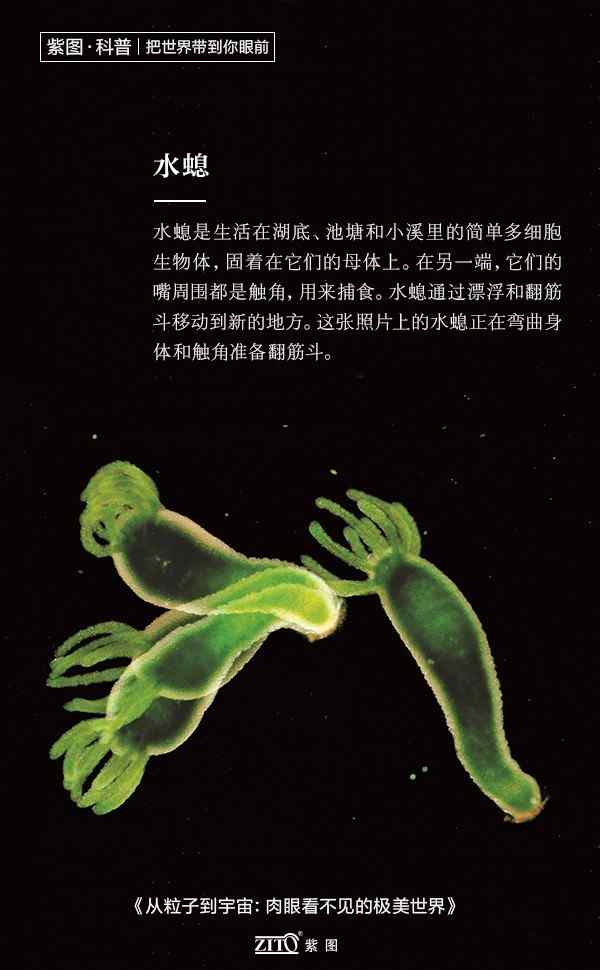 水螅 今天谈谈水螅吧