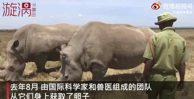 地球上仅存2只北部白犀牛都是雌性 人工授精能行吗？网友：时间不多了