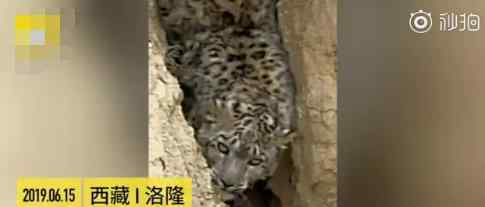 雪豹掉入4000海拔米泥石流地缝 什么情况