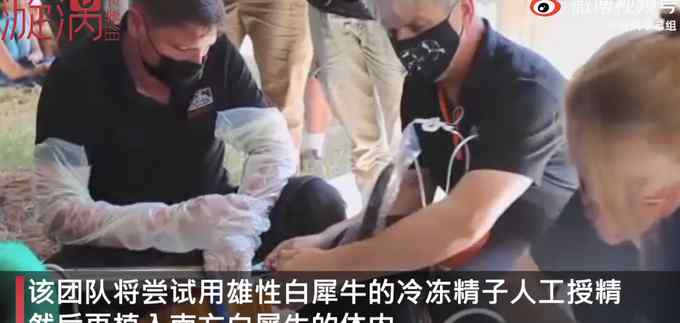 地球上仅存2只北部白犀牛都是雌性 人工授精能行吗？网友：时间不多了
