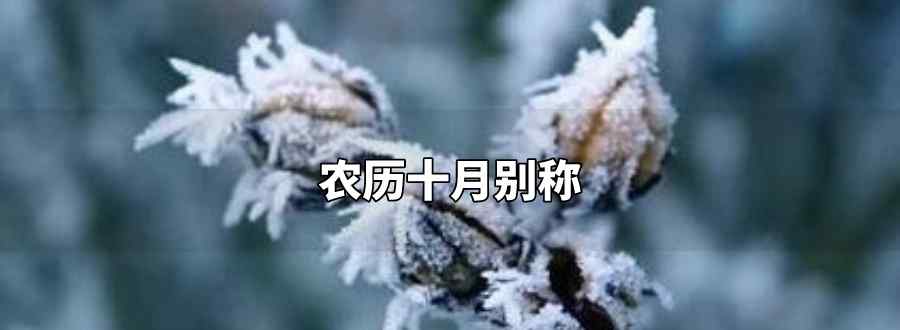 农历十月别称