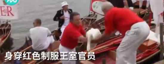 英国王室鹅口普查 为什么要对王室鹅口进行普查?