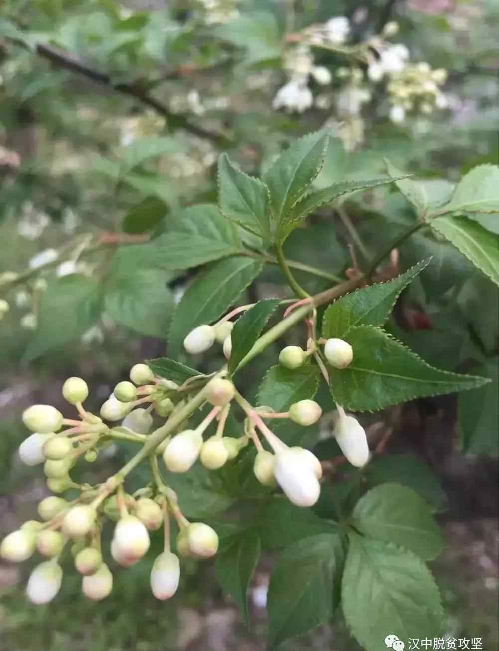 树花菜 佛坪“树花菜”：是花，也是菜，更是村民的“摇钱树”