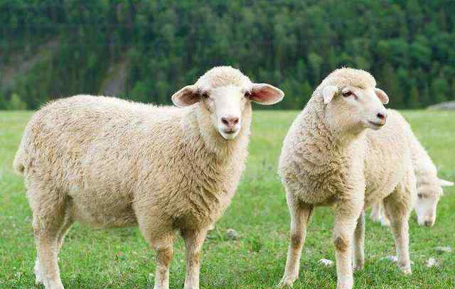 sheeple 看BBC学英语-跟风者