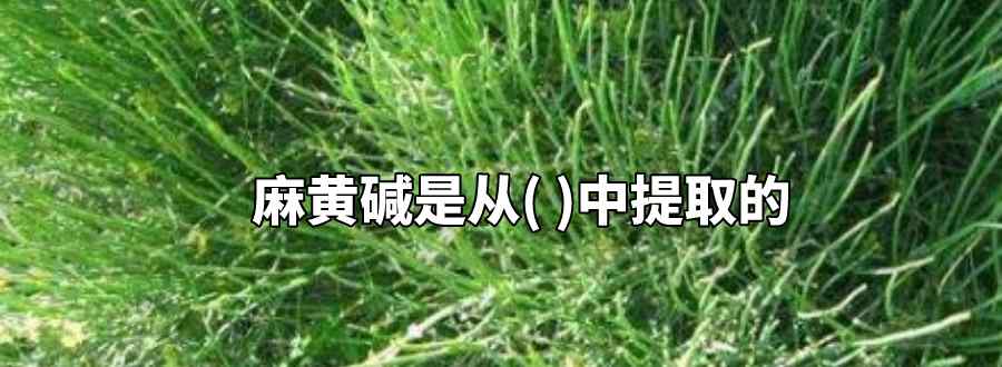 麻黄碱是从中提取的