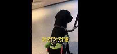 女子带导盲犬进火锅店却被拒门外 对话令人气愤
