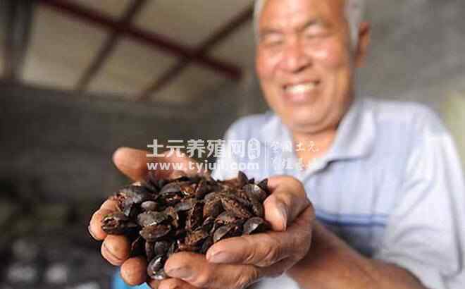 土鳖虫养殖 土元养殖是否是个骗局的判断方法