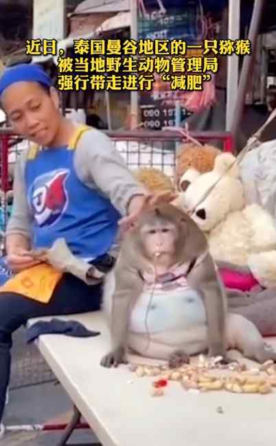 哭笑不得！泰国猴子每天被游客投喂胖成球 被强行带走减肥