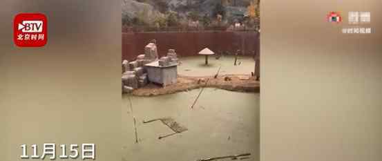 邯郸动物园猴子住绿藻污水池 具体是什么情况？