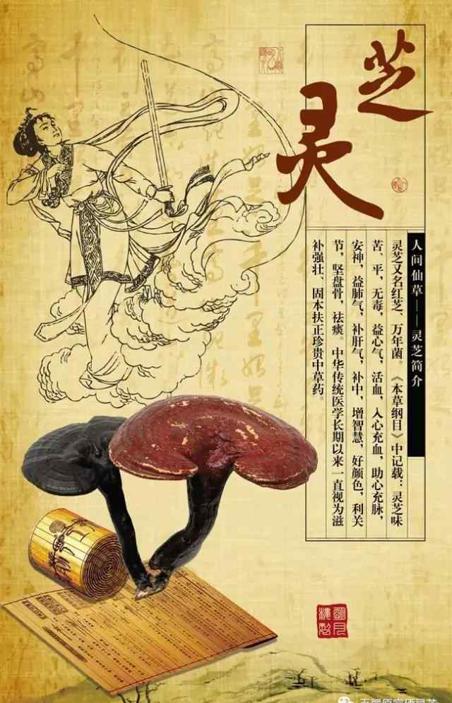 灵芝的副作用及禁忌 灵芝食用时的须知禁忌