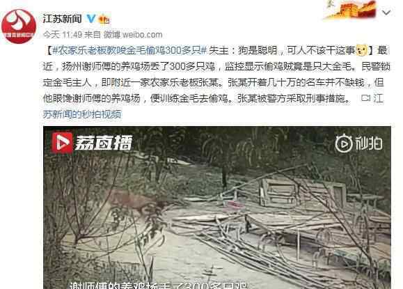养鸡场丢300多只鸡 小偷是只金毛 事件详情始末介绍！