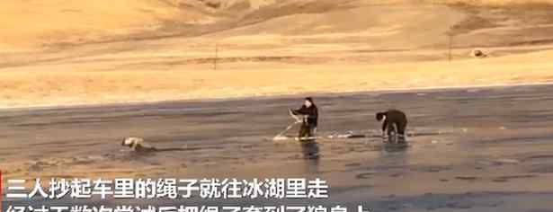 青海乡干部跳入冰湖救落水野狼 事情经过真相揭秘！