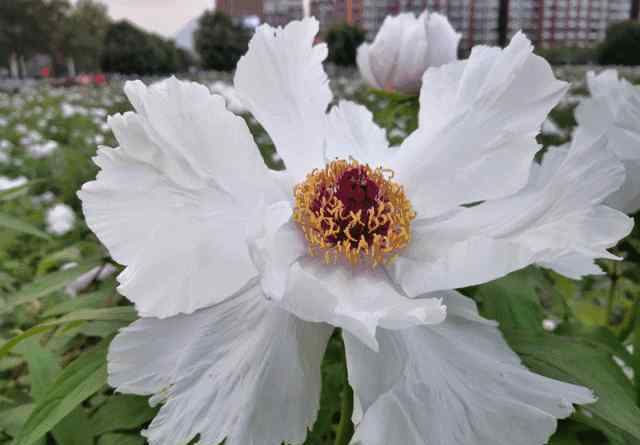 惜牡丹花 唯有牡丹真国色，花开时节动北川！风光旖旎，姹紫嫣红，快来北川赏花之富贵者