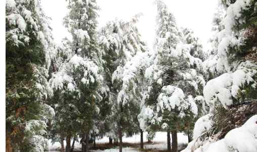 雪的寓意和象征 雪松的象征意义和特点【雪松的寓意】