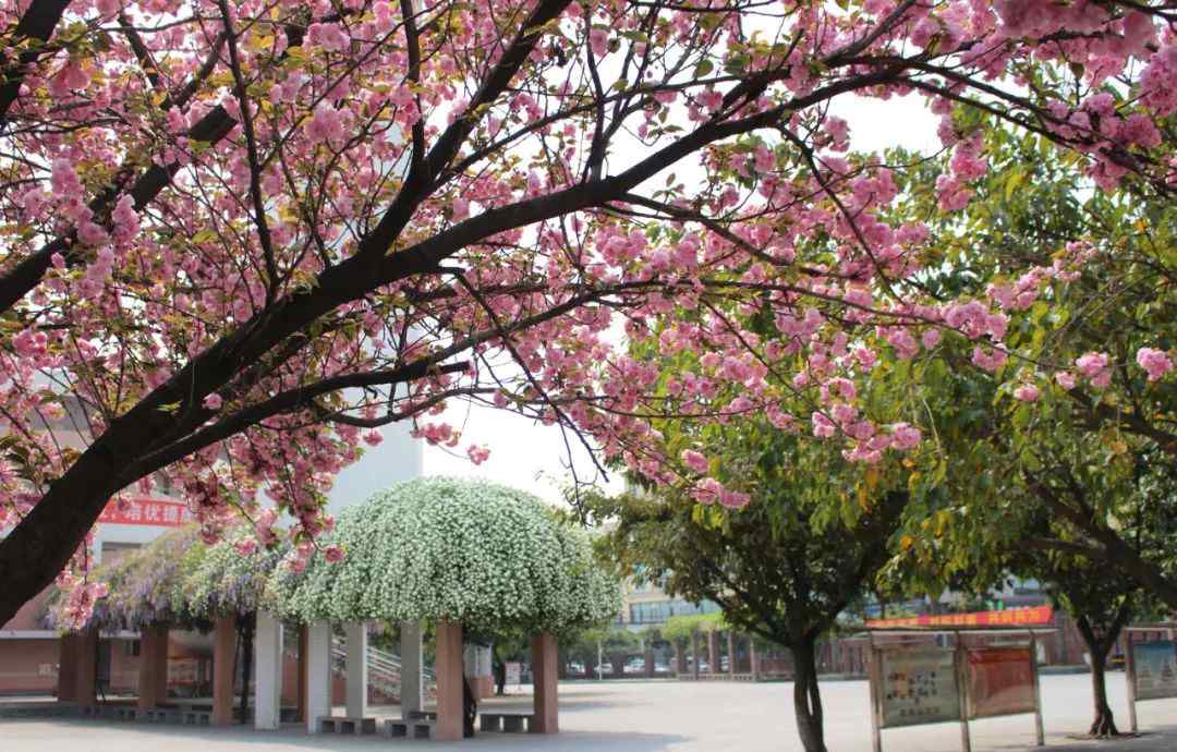 犀浦招聘 郫都区犀浦实验学校教师招聘启事