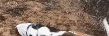 猎狮 勇猛的“非洲猎狮者”，罗得西亚脊背犬！