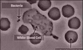 白细胞图片 难得一见的生物动图