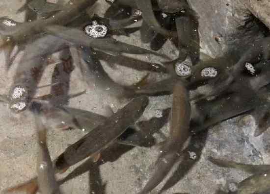 农户家里现神秘鱼泉 一天最多涌出1000斤鱼