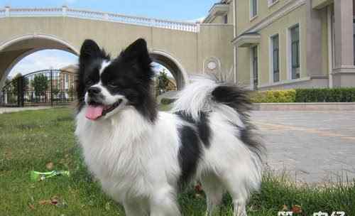 蝴蝶犬幼犬多少钱 蝴蝶犬多少钱一只?蝴蝶犬怎么养?