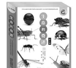 蝉的图片 夏天让我们一起发现蝉的秘密