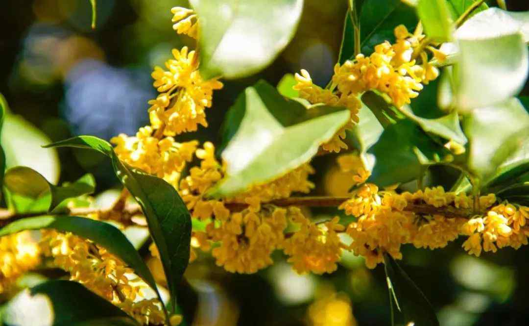 桂花的图片 赏桂攻略 | 如何拍出清新文艺的桂花照片？