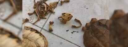武汉大学生返校发现乌龟变龟壳 只剩下了骨架 画面曝光