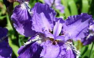 兰科蝴蝶兰 世界上兰花中最美丽珍贵的兰花是”蝴蝶兰”