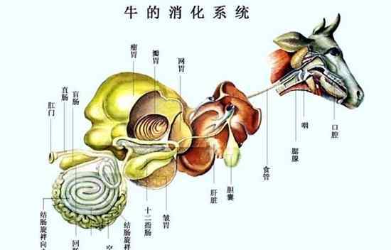 牛身上详细部位图 牛的生理结构与牛的生理解剖图
