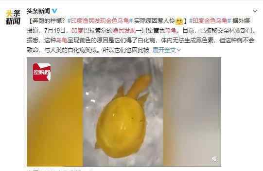 印度渔民发现金色乌龟 这种情况是先天变异吗