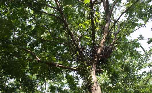 皂角树 重新认识皂角树这个仙气十足的长寿命绿化树种