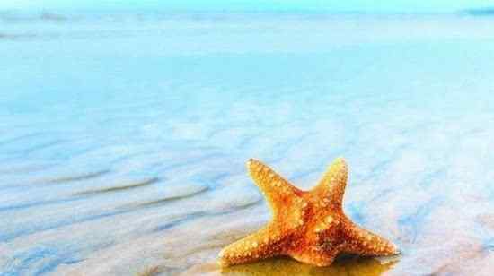 海星图片 海星唯美图片大全