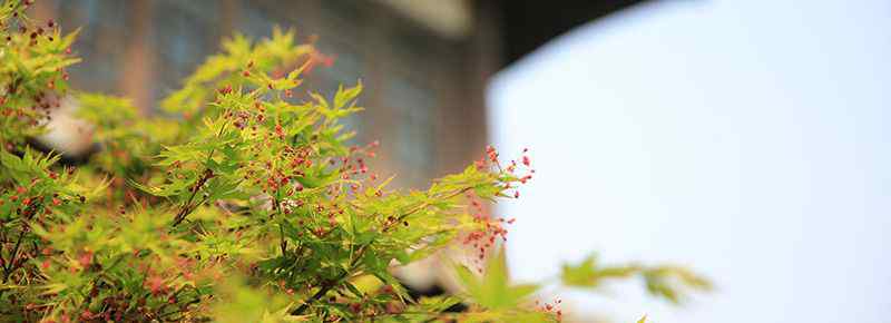 景山公园可以爬山吗