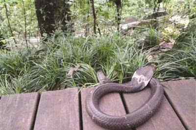 眼镜蛇头部黑色石头 紫金山发现眼镜蛇毒性很强 全身黑色有1米多长弓着脖子